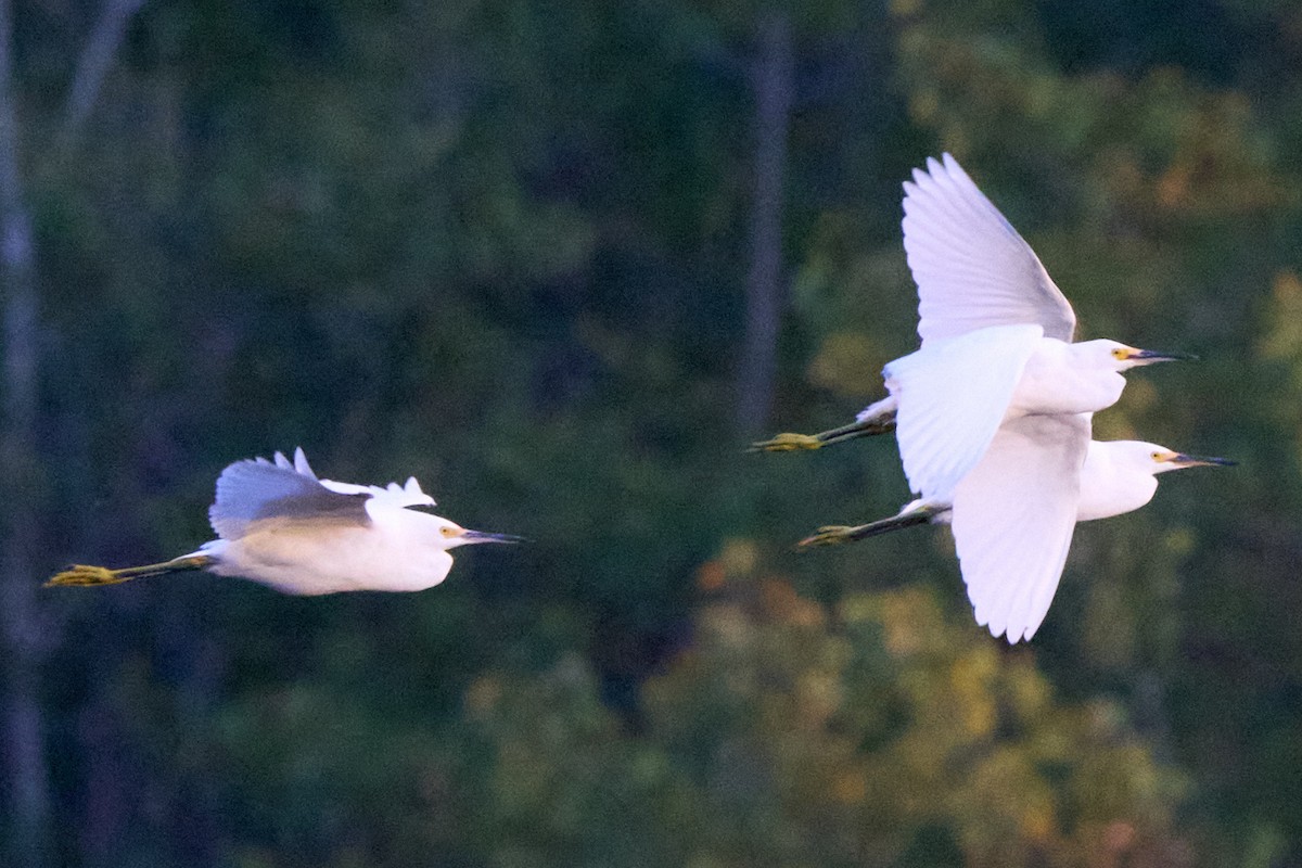 ユキコサギ - ML643010515