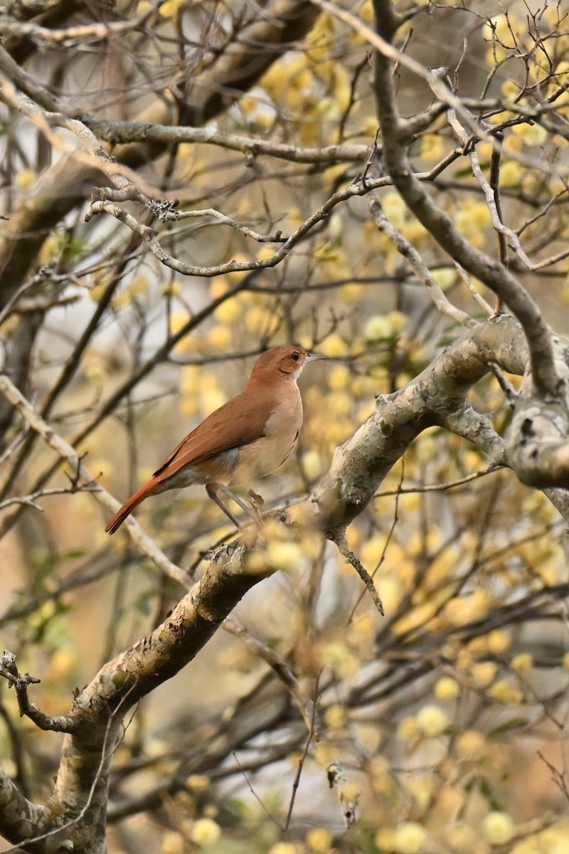 Rufous Hornero - ML643010527