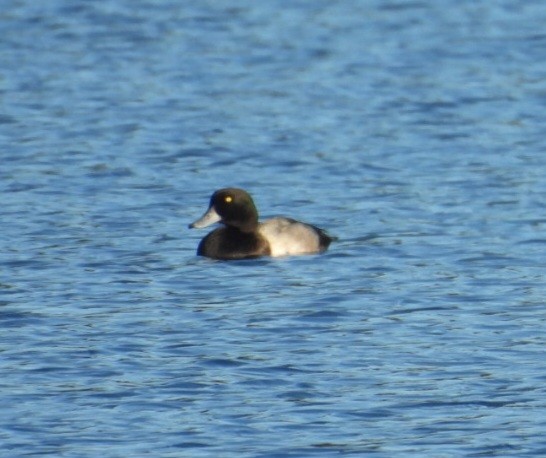 Greater Scaup - ML643010533