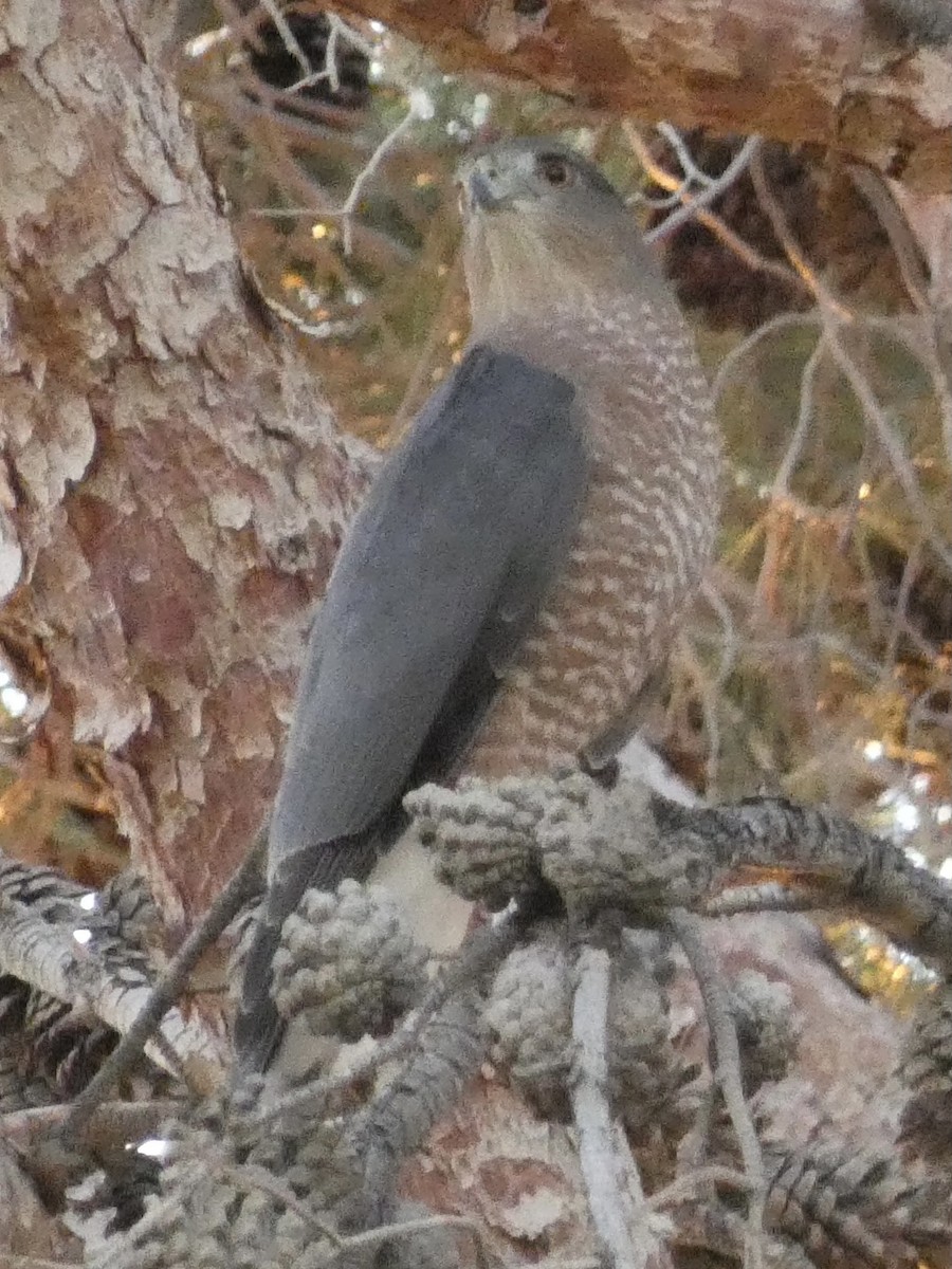 Cooper's Hawk - ML643010540