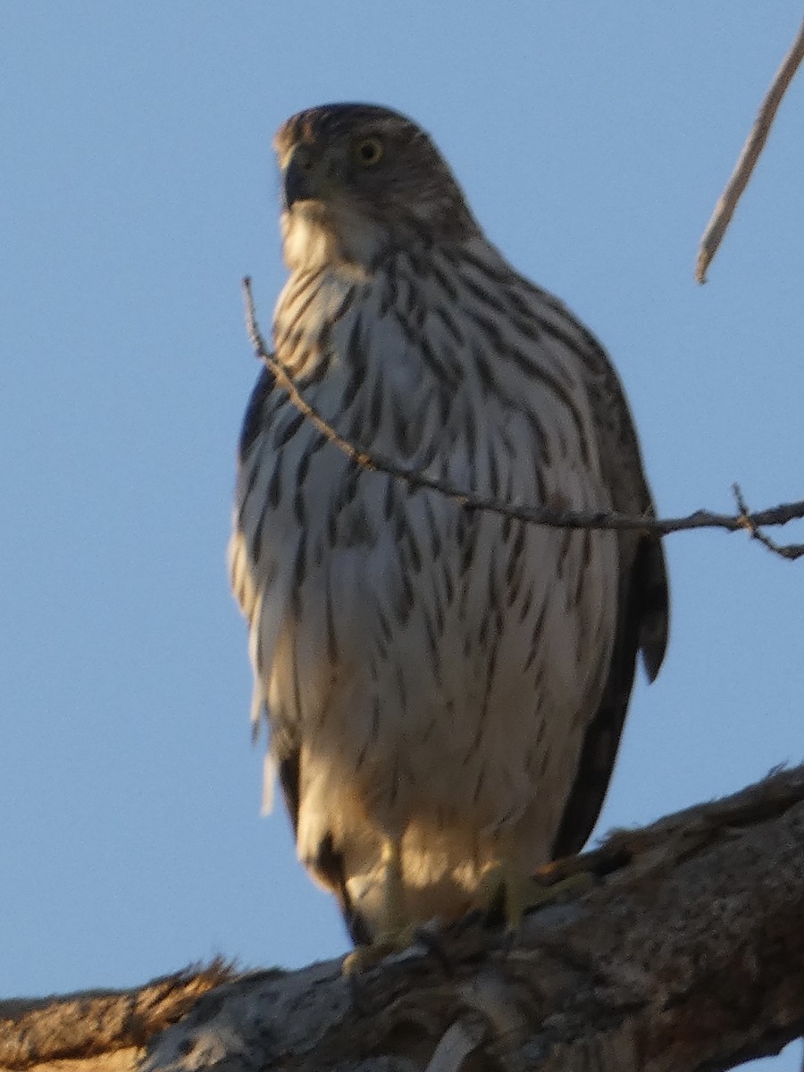 Cooper's Hawk - ML643010541