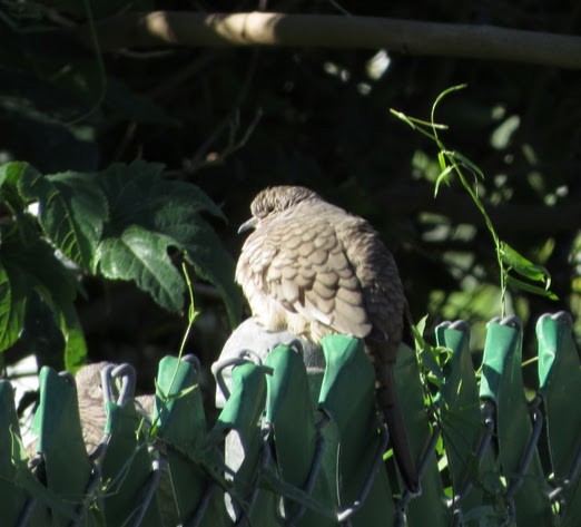 Inca Dove - ML643010568