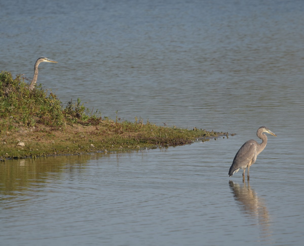 Great Blue Heron - ML643010592
