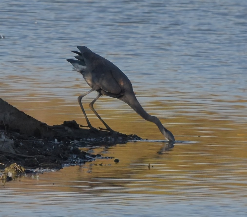 Great Blue Heron - ML643010593