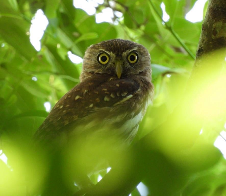 Ferruginous Pygmy-Owl - ML643010607