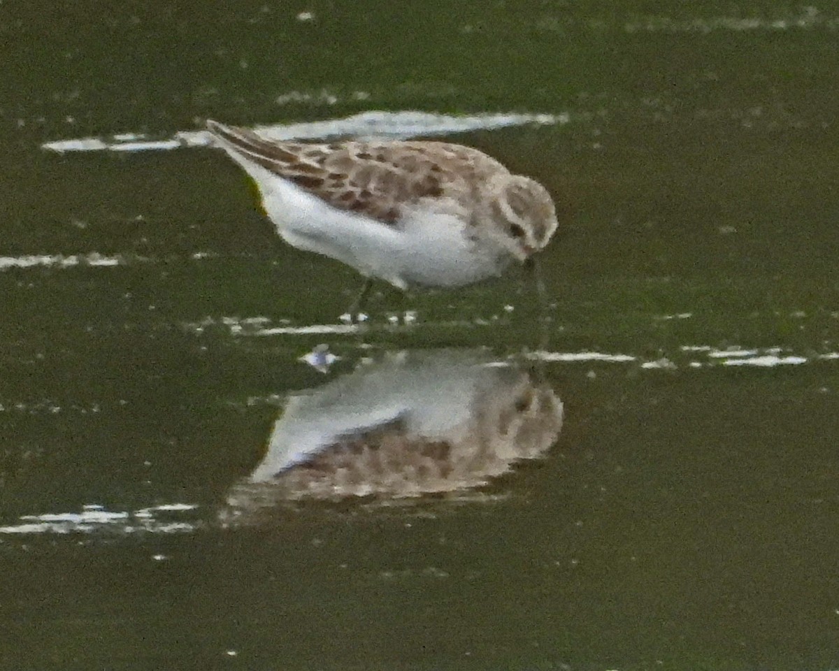 Semipalmated Sandpiper - ML643010609