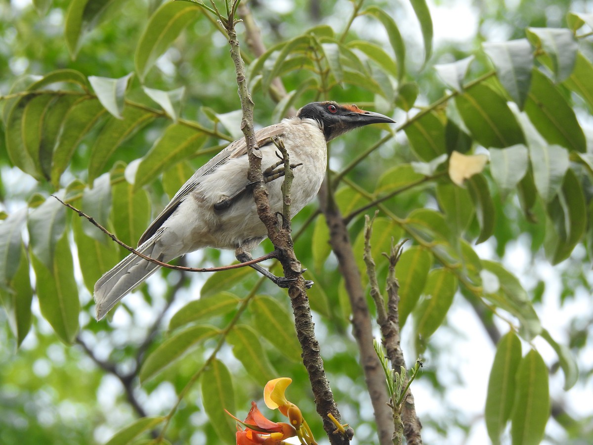 Noisy Friarbird - ML643010612