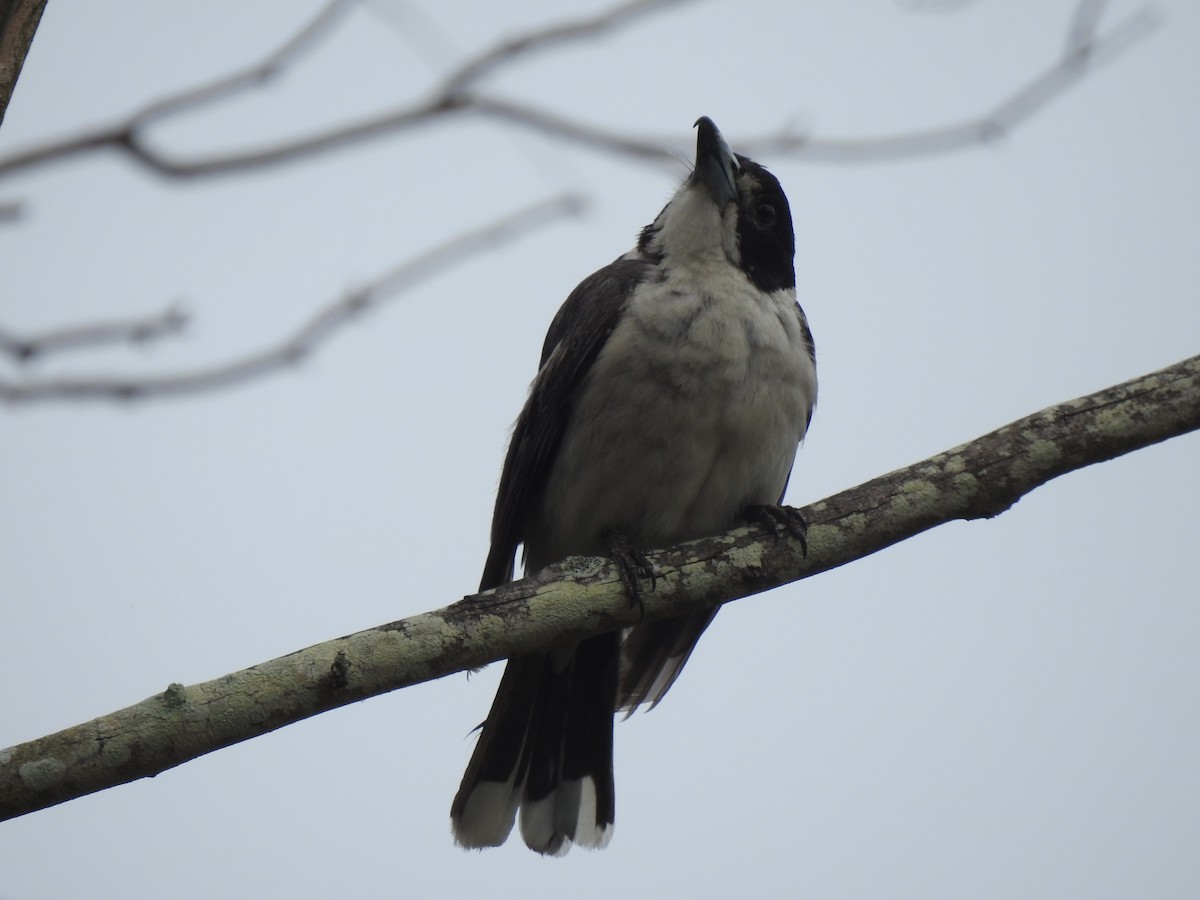 Gray Butcherbird - ML643010617