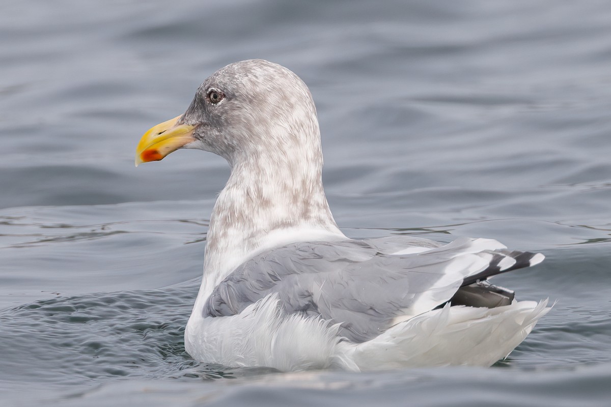 American Herring Gull - ML643010638