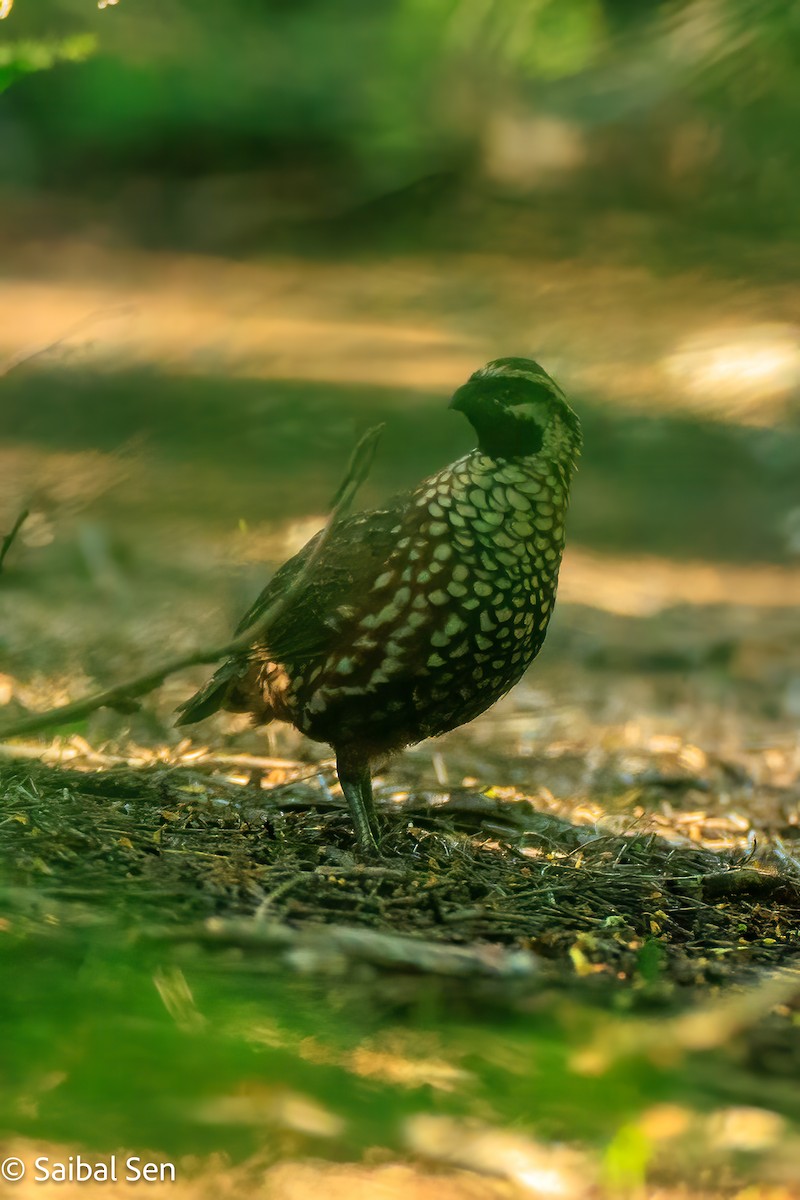 Black-throated Bobwhite - ML643010640