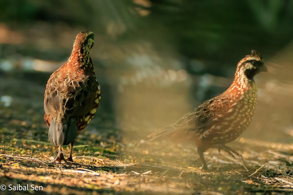 Black-throated Bobwhite - ML643010641