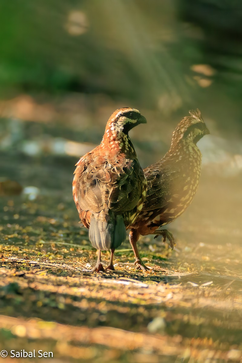 Black-throated Bobwhite - ML643010642