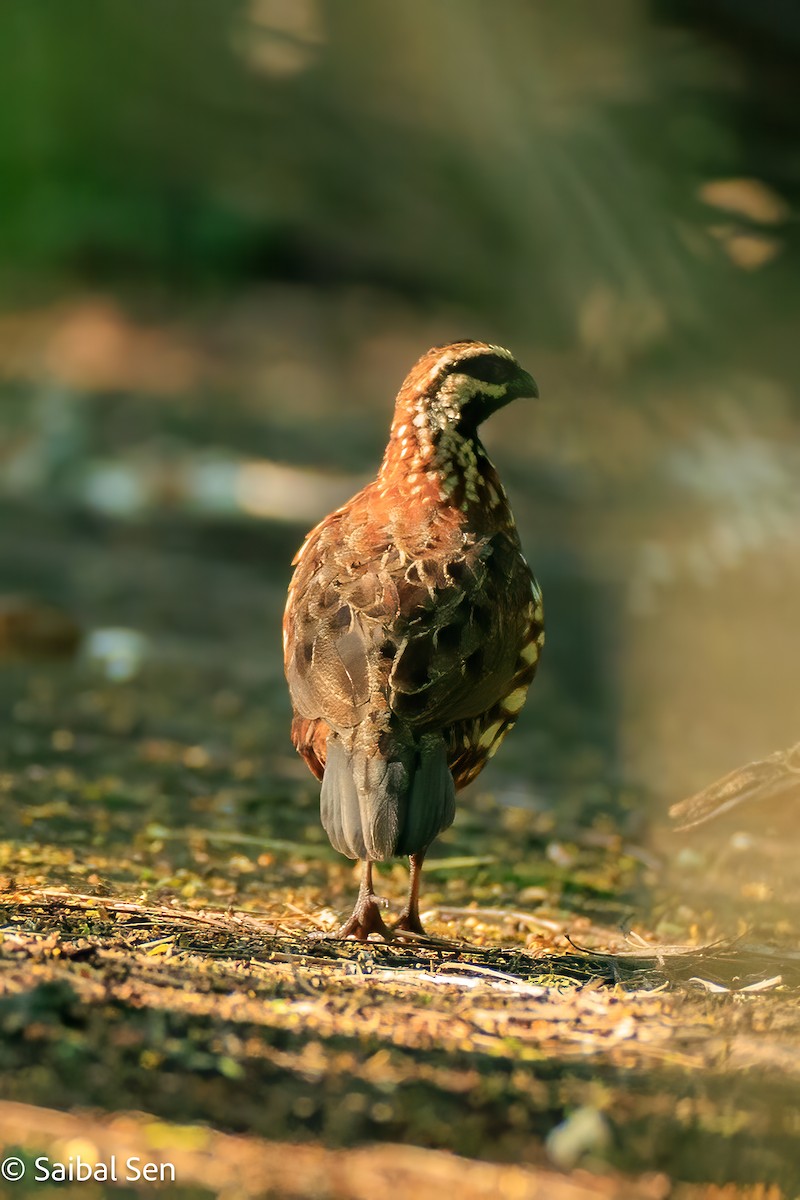 Black-throated Bobwhite - ML643010643