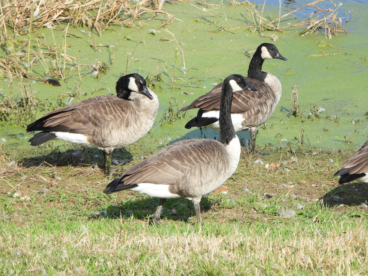Canada Goose - ML643010644