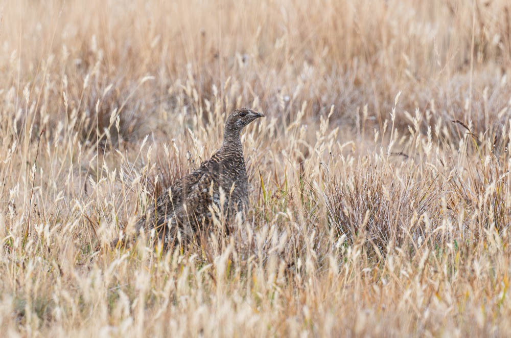 Sooty Grouse - ML643010654
