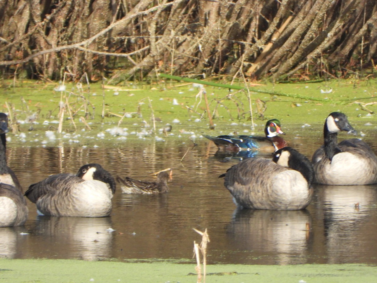 Wood Duck - ML643010658