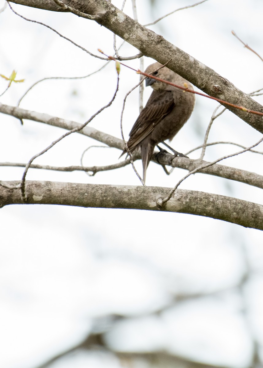Brown-headed Cowbird - ML643010661