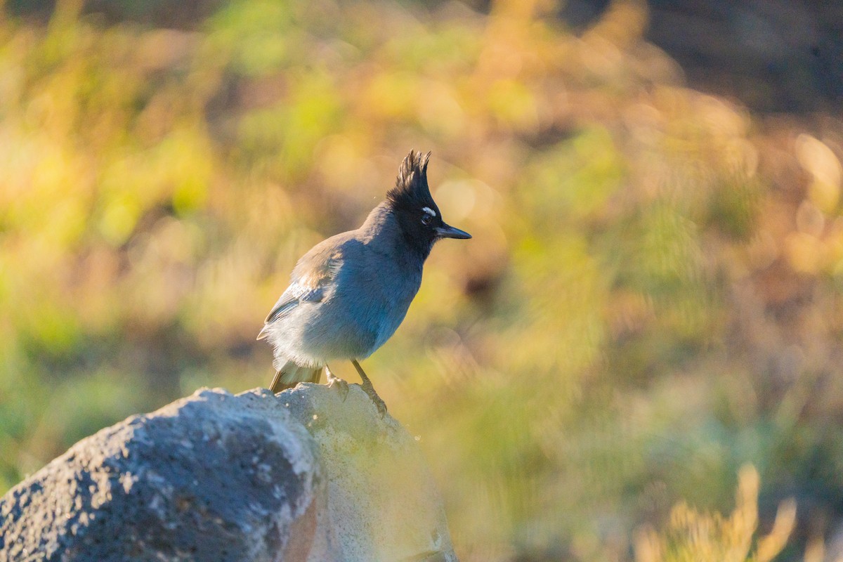 Steller's Jay - ML643010663