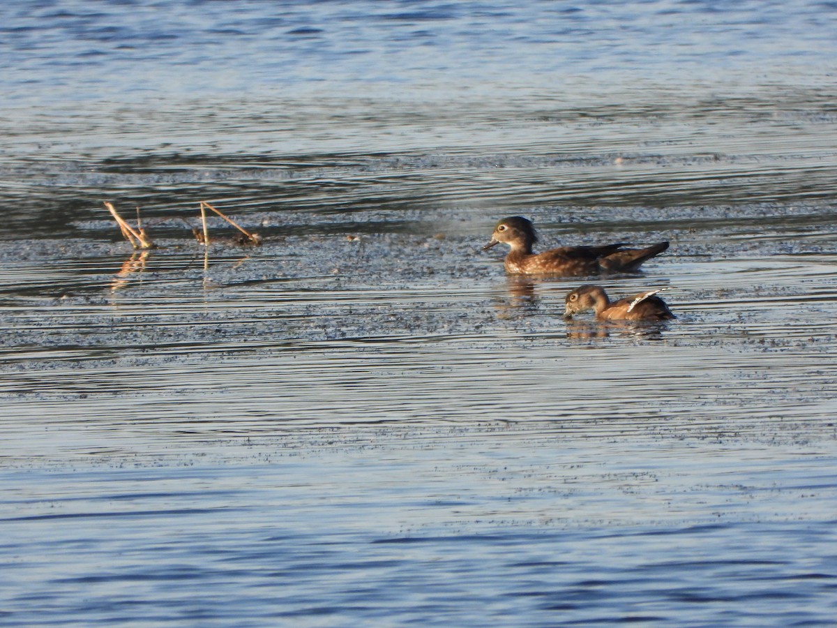 Wood Duck - ML643010664