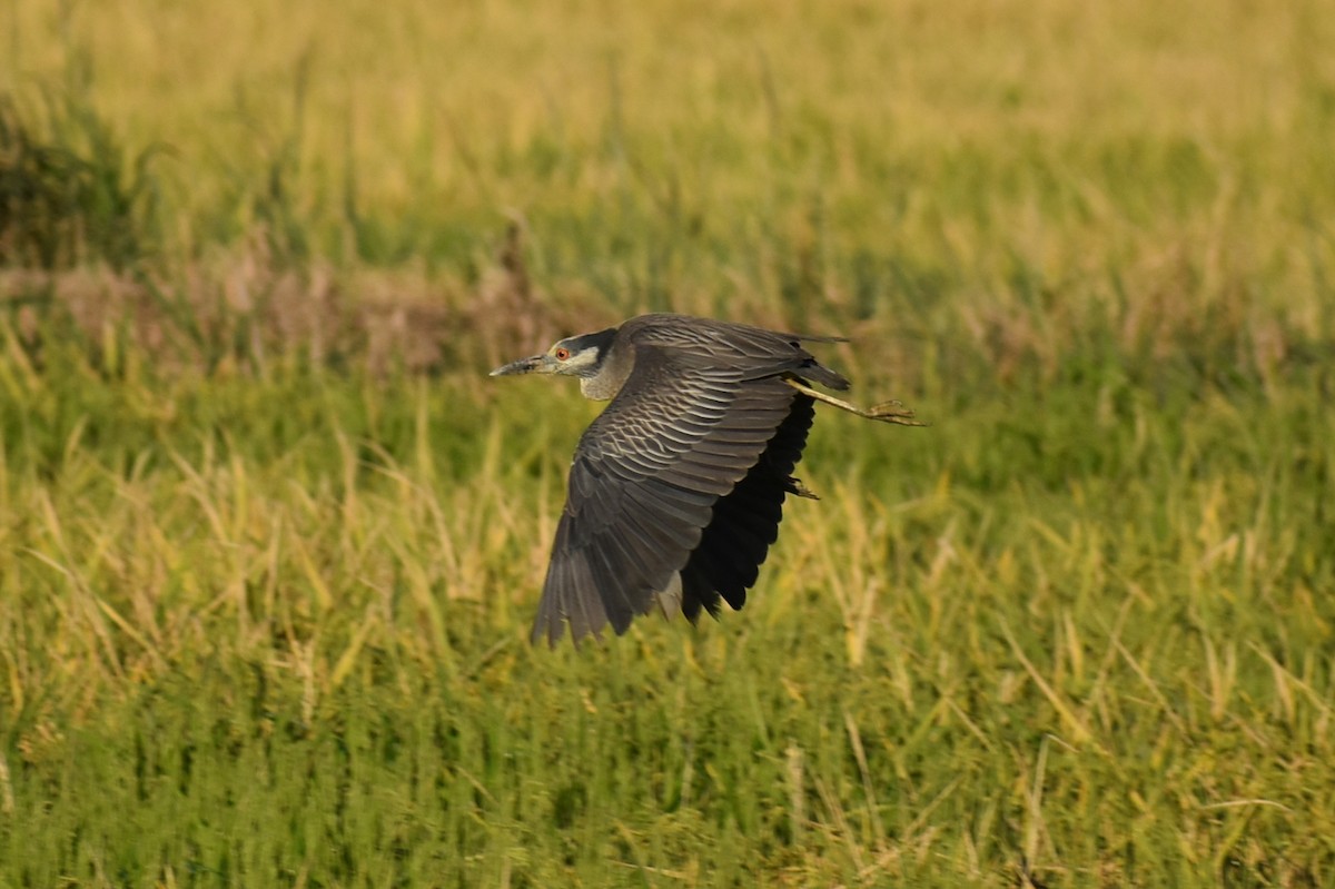 Yellow-crowned Night Heron - ML643010665