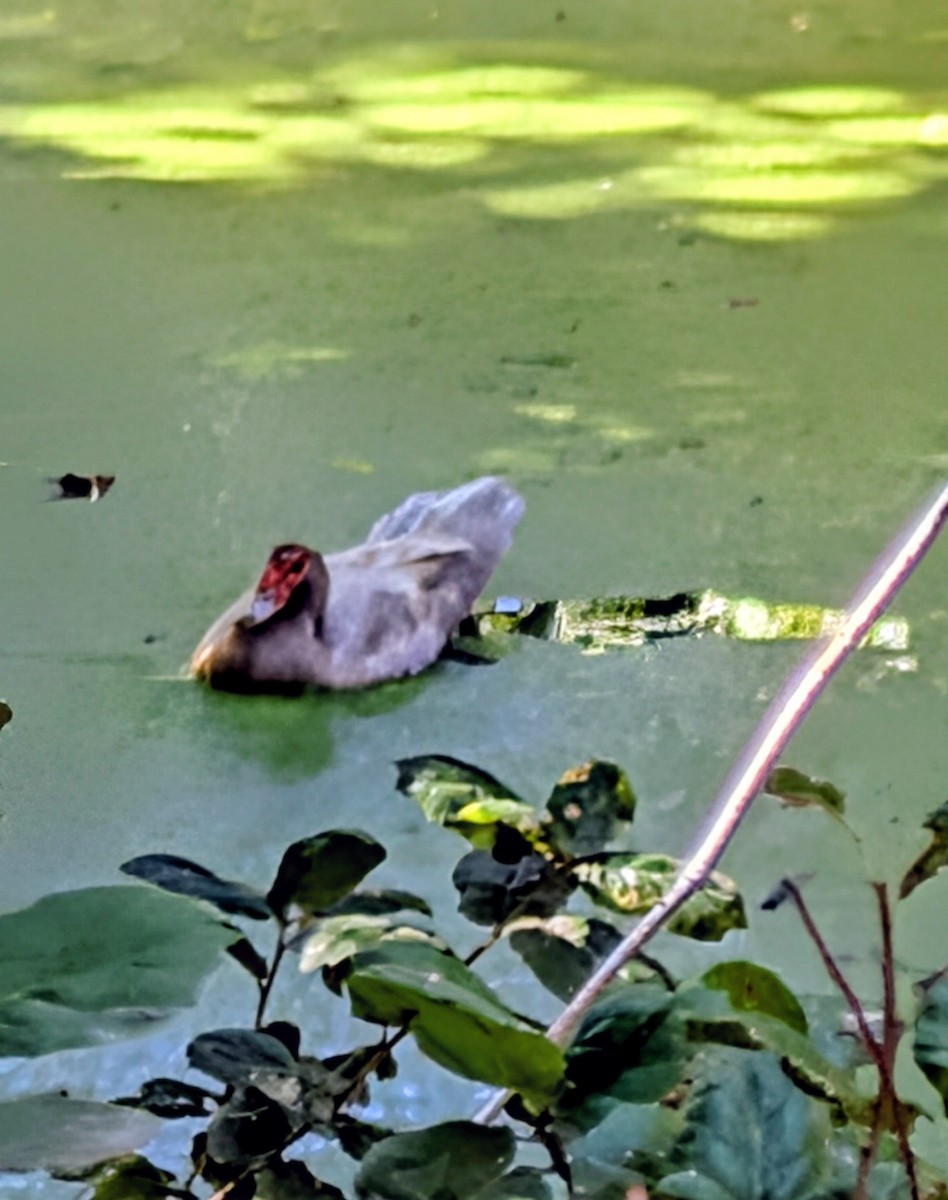 Muscovy Duck (Domestic type) - ML643010668