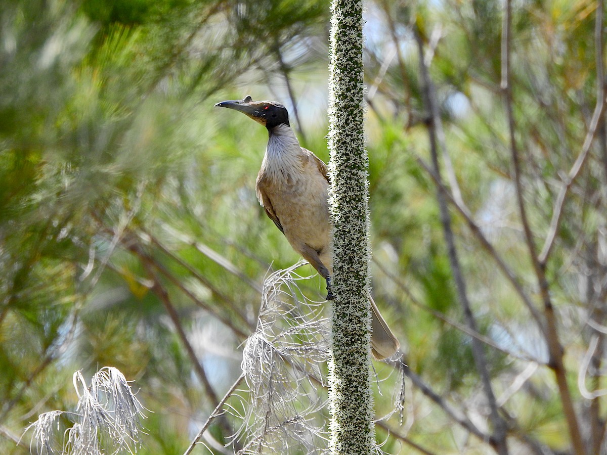 Noisy Friarbird - ML643010669