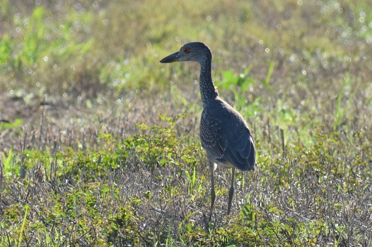 Yellow-crowned Night Heron - ML643010670