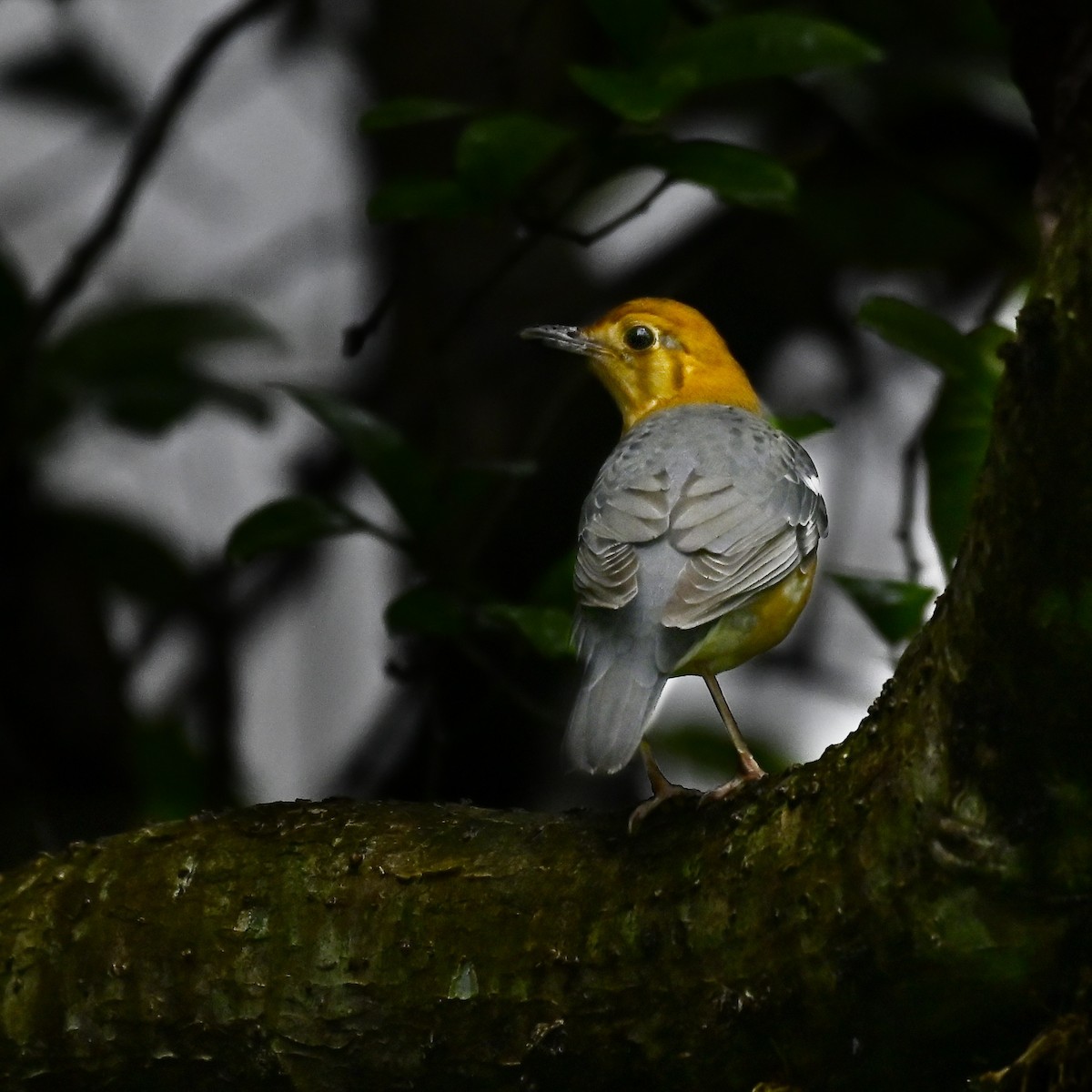 Orange-headed Thrush - ML643010671