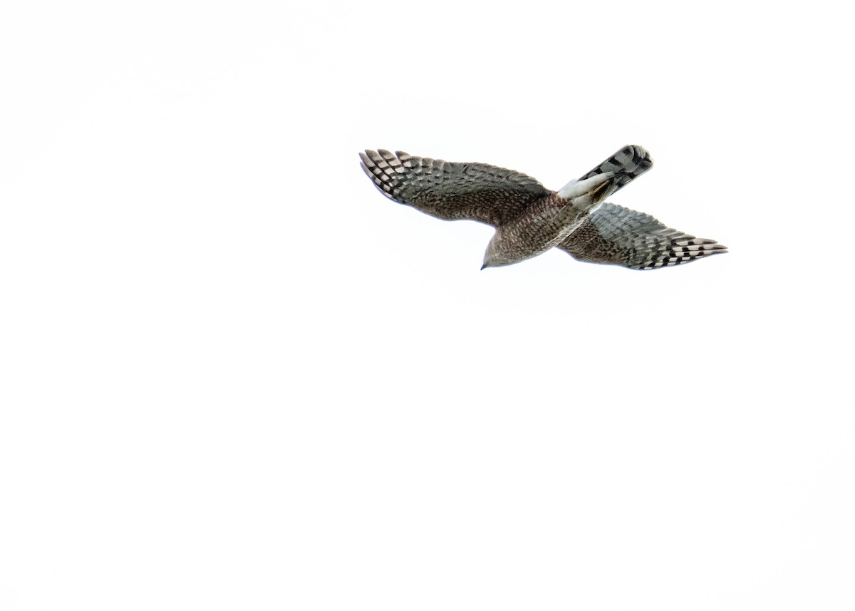 Cooper's Hawk - ML643010672