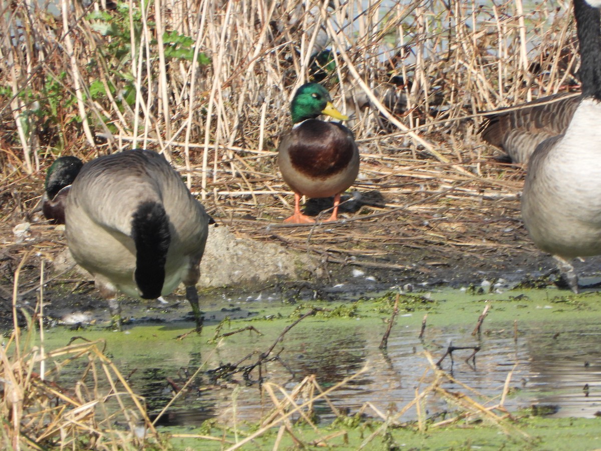 Mallard - ML643010673
