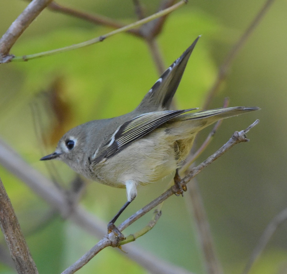 Ruby-crowned Kinglet - ML643010674