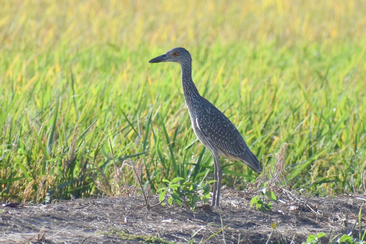 Yellow-crowned Night Heron - ML643010677
