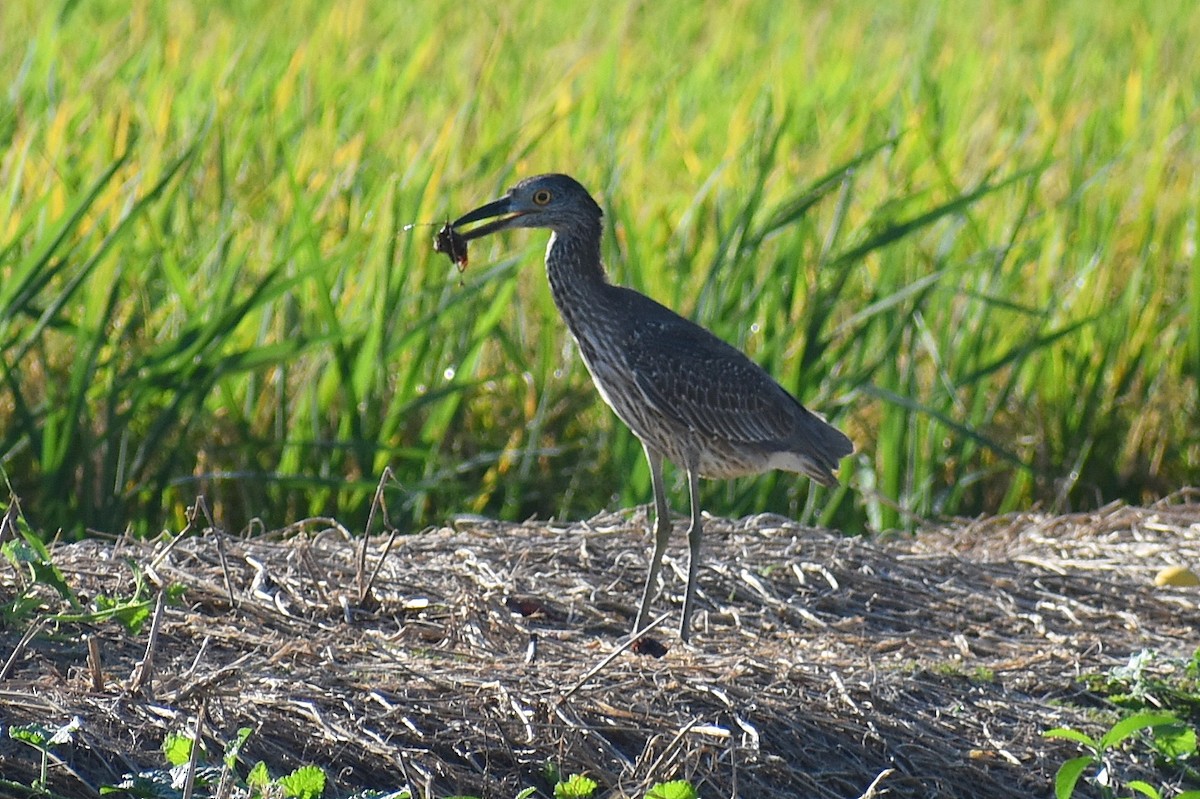 Yellow-crowned Night Heron - ML643010678