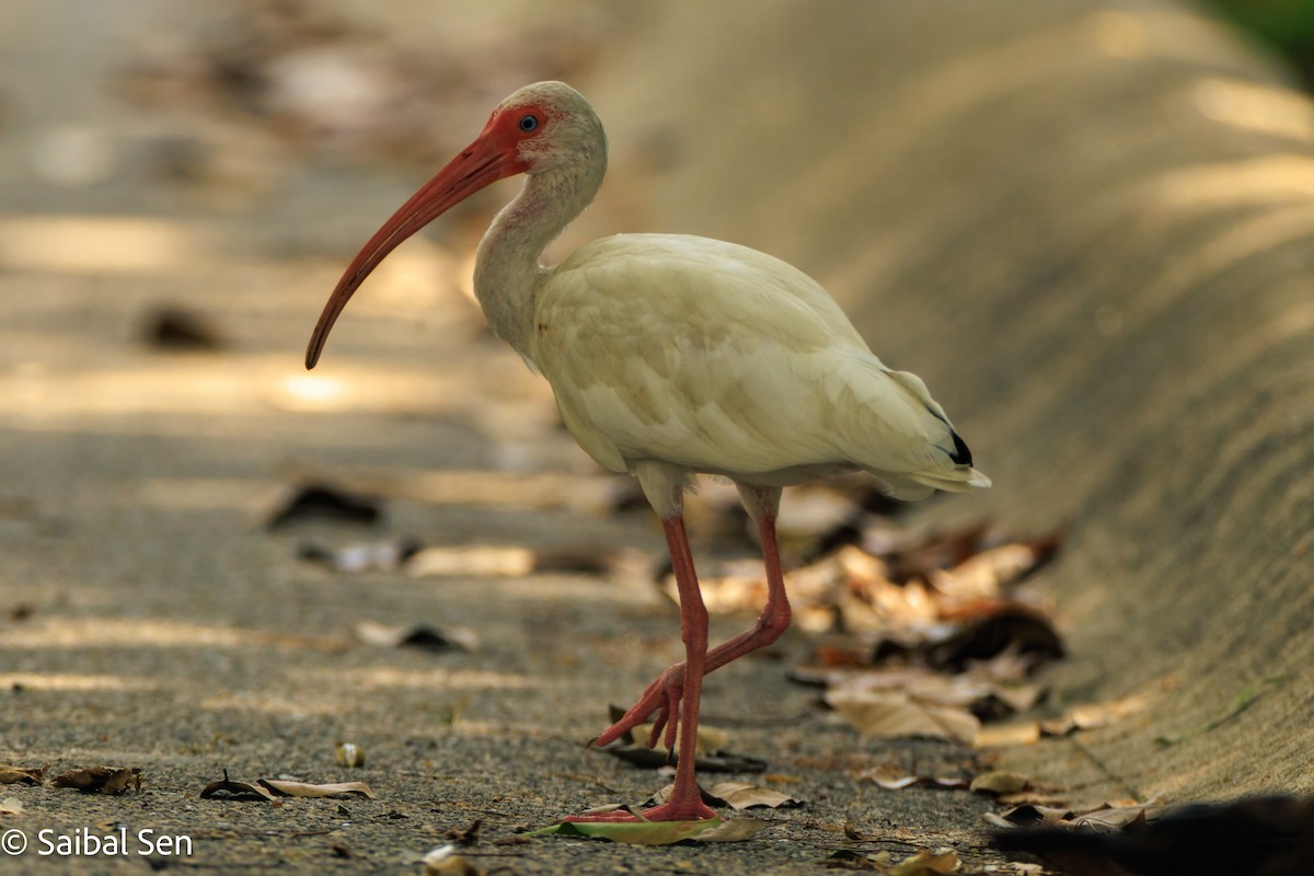 White Ibis - ML643010679
