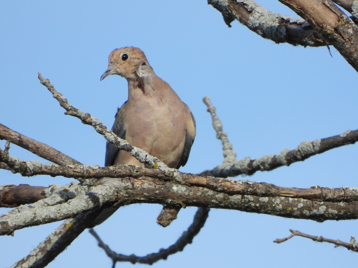 Mourning Dove - ML643010680
