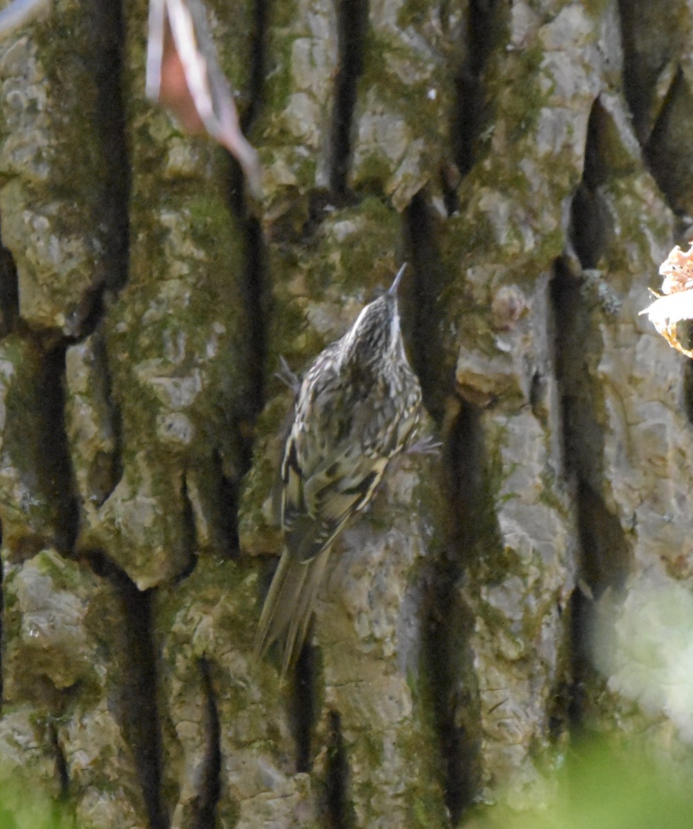 Brown Creeper - ML643010681