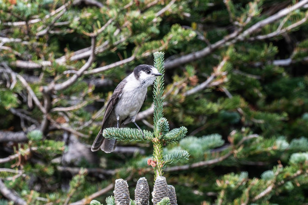 Canada Jay - ML643010682