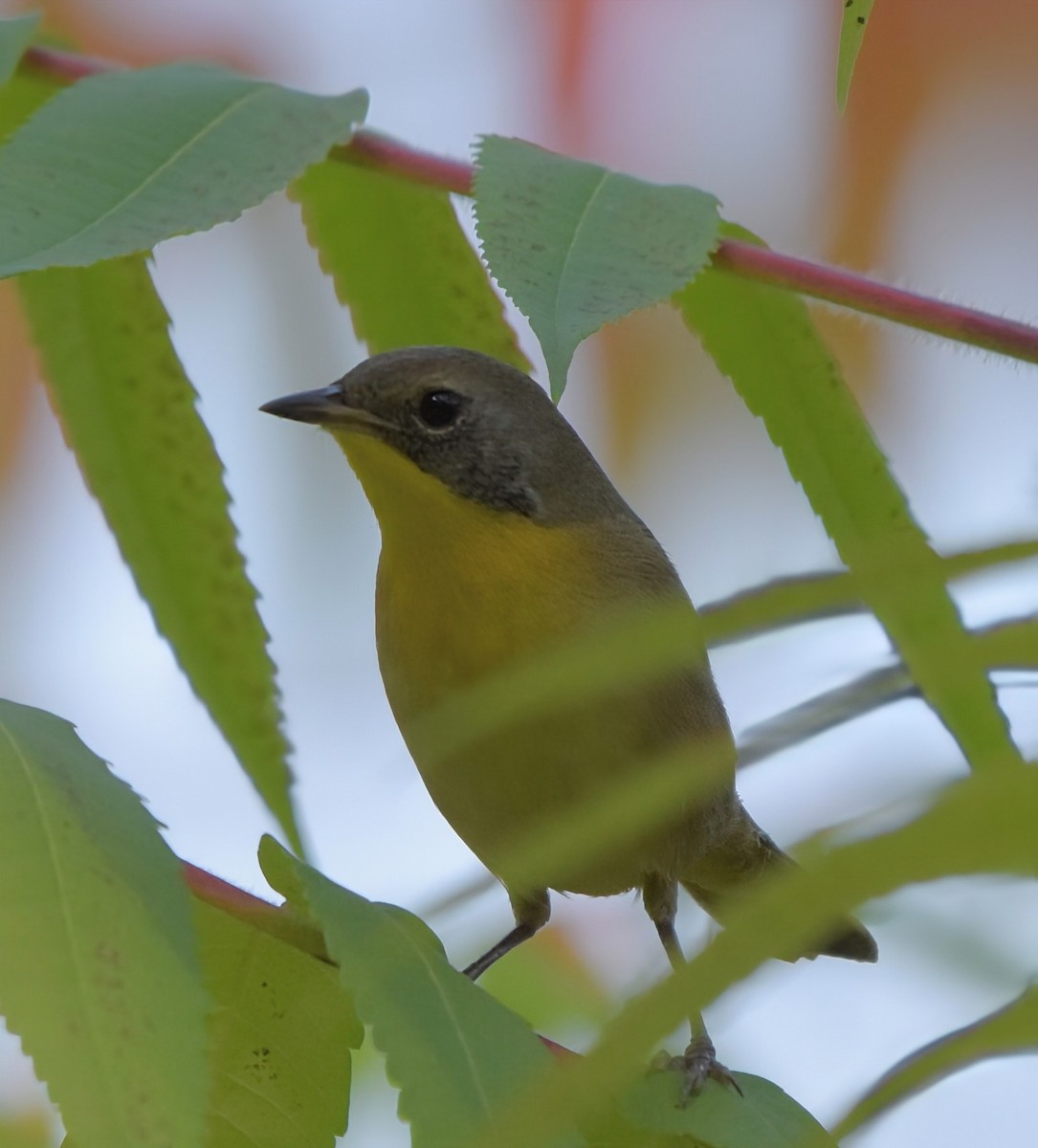 Common Yellowthroat - ML643010686