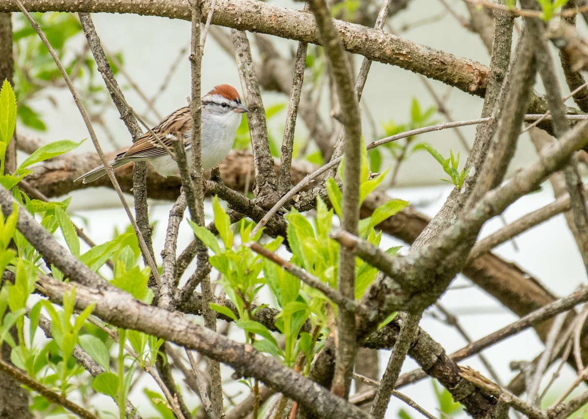 Chipping Sparrow - ML643010691