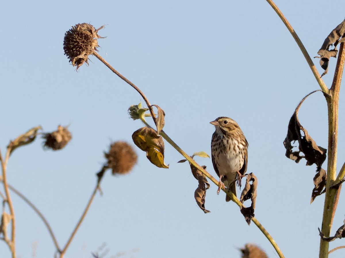 Savannah Sparrow - ML643010692