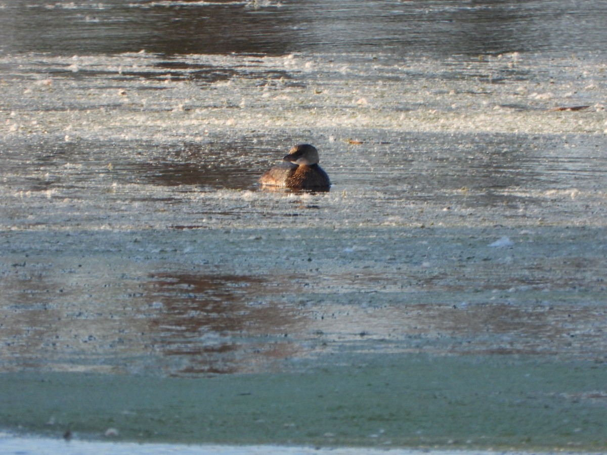 Pied-billed Grebe - ML643010693