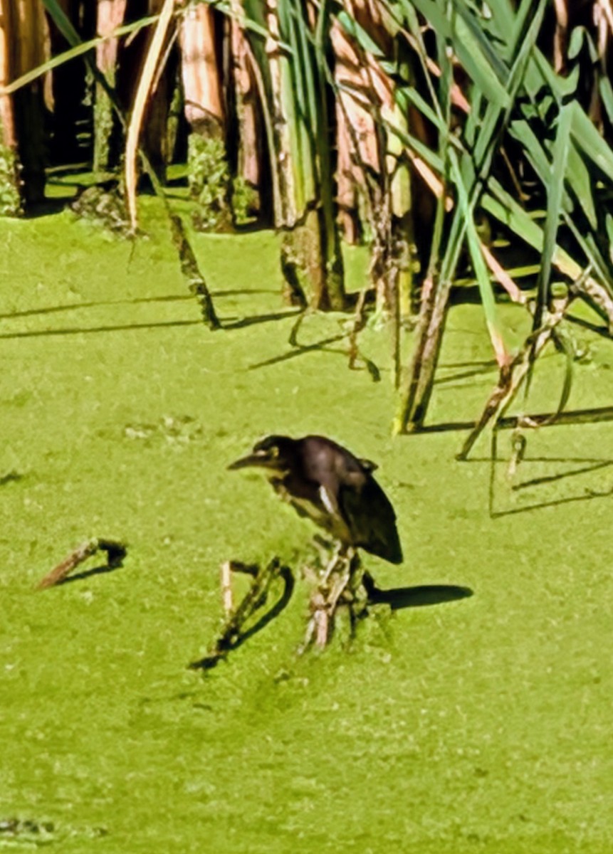 Green Heron - ML643010694