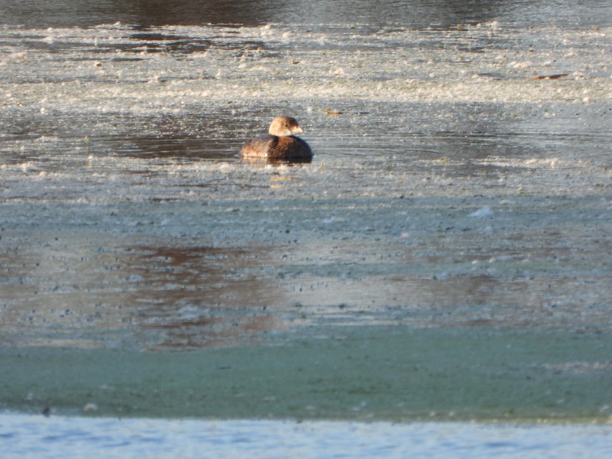 Pied-billed Grebe - ML643010695
