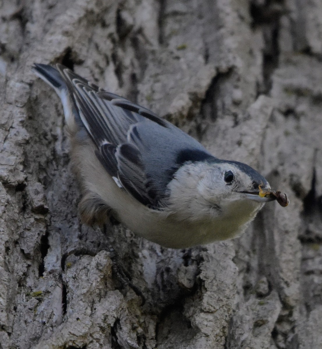 White-breasted Nuthatch - ML643010696