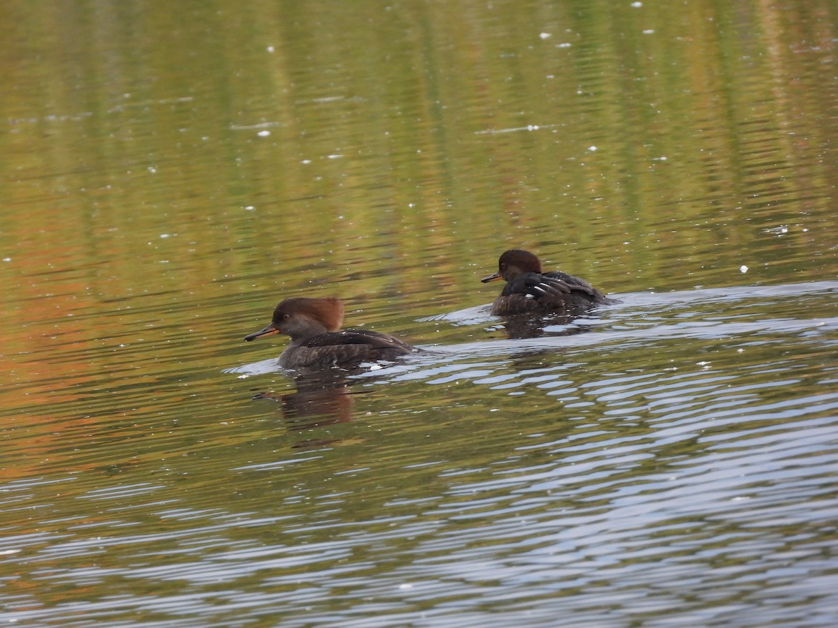Hooded Merganser - ML643010699