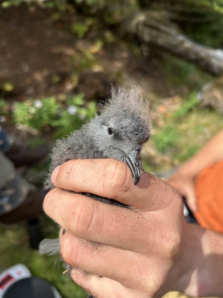 Leach's Storm-Petrel - ML643010700
