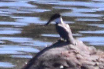 Belted Kingfisher - ML643010702
