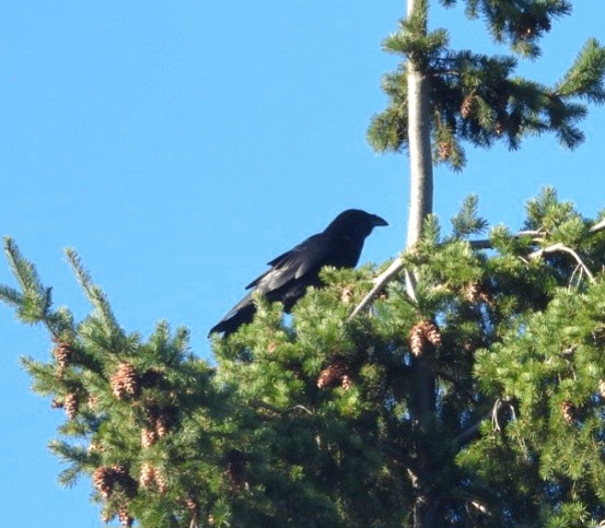 Common Raven - ML643010706