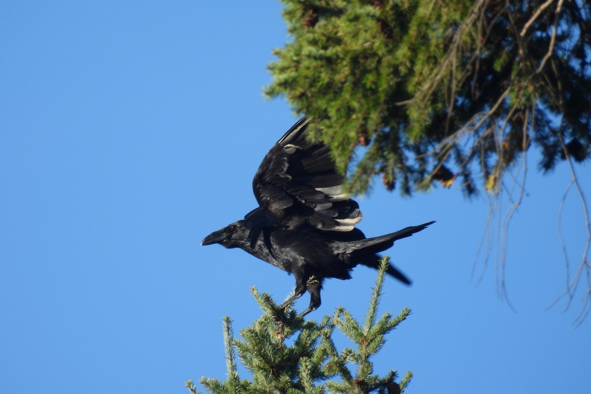 Common Raven - ML643010707