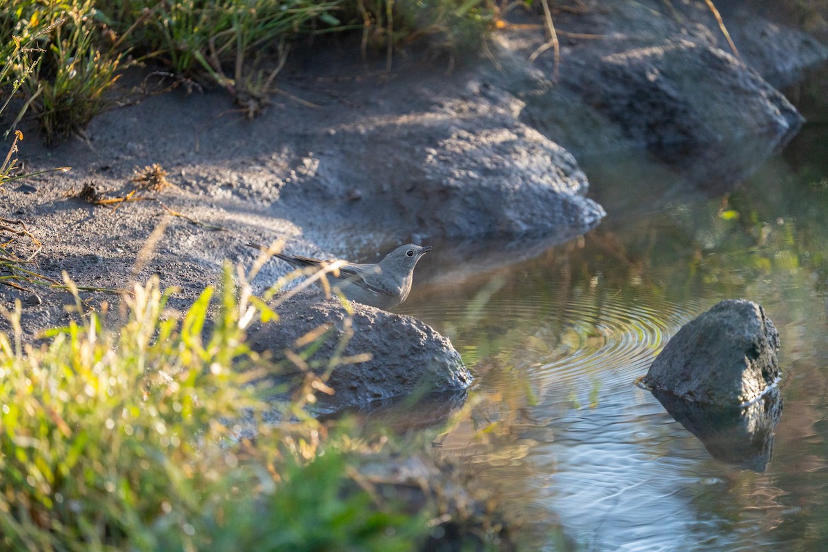 Townsend's Solitaire - ML643010719